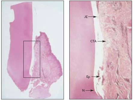 Manc/ibu/arpremo/ar that received control treatment 